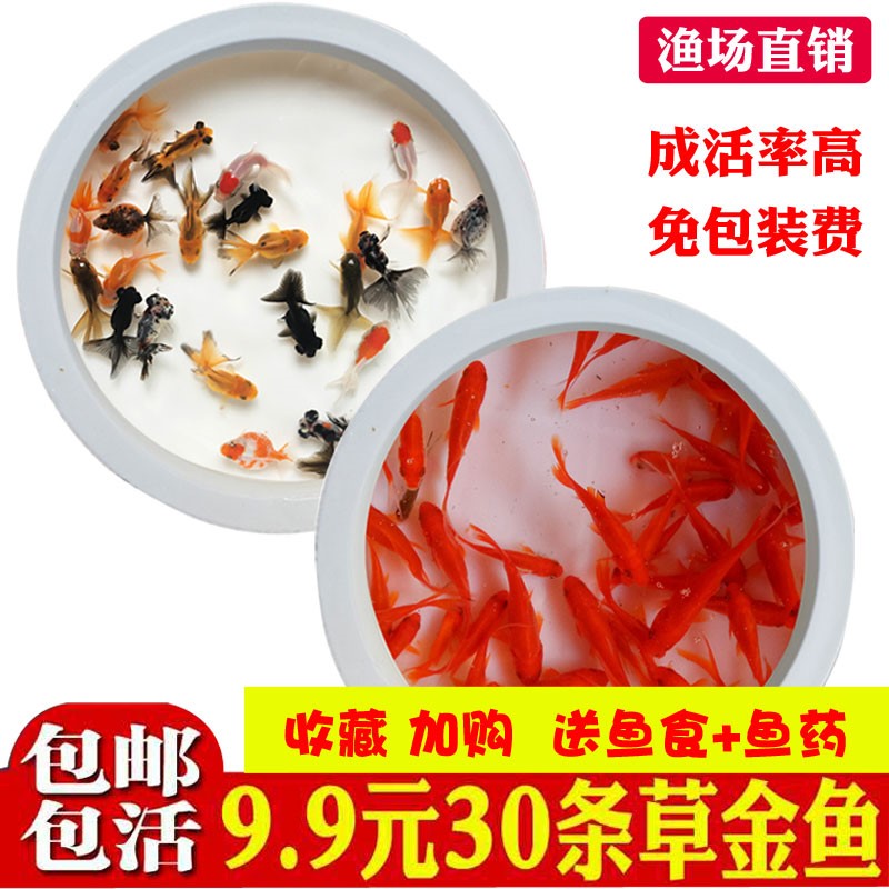 小鱼苗草金红草金鱼龟食观赏鱼活体龙鱼乌龟活饲料鱼冷水鱼锦鲤鱼|msdalam kategori peralatan pejabat/Supplies/Perkhidmatan yang berkaitan, Packaging Equipment/Tanda-tanda dan bekalan, beg Parcel/beg - dari Buy2taobao.com untuk memberikan perkhidmatan ejen Taobao profesional membeli