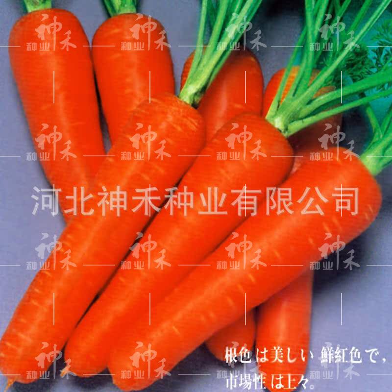 基地種植 優質特選精品胡蘿蔔種子 卡其王超級改良黑田五寸參在類目 鮮花速遞/花卉仿真/綠植園藝, 花卉/蔬果/草坪種子(新), 家庭園藝種子中 - 來自Buy2taobao.com提供專業的淘寶代購服務
