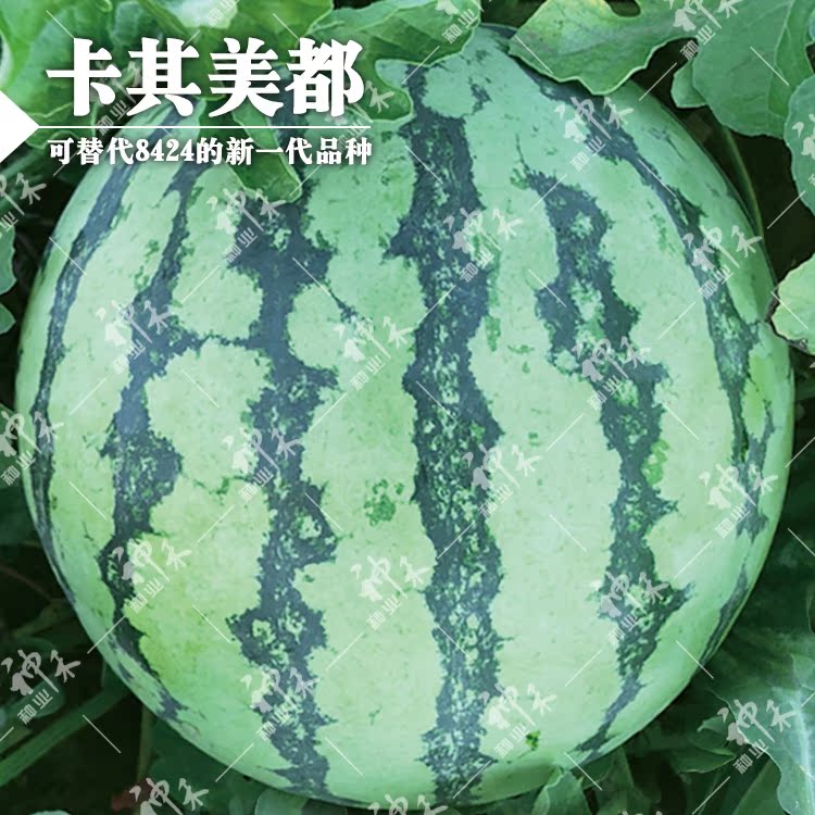 神禾种业水果蔬菜种子 美都西瓜种子卡其美都西瓜量大从优 美都|ruв категории доставка цветов/цветок моделирования/растения садоводства, цветок/овощи и фрукты/газон семян (новая), домашнее садоводство семян - от Buy2taobao.com для оказания профессиональной услуги покупки агента Taobao