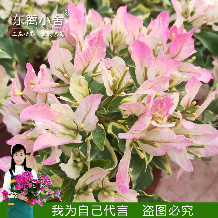 東籬小舍 九重葛 三葉梅 粉蝶 黃蝶 橙蝶 紅蝶 三角梅 在類目 鮮花速遞/花卉仿真/綠植園藝, 花卉/綠植盆栽(新), 花卉中 - 來自Buy2taobao.com提供專業的淘寶代購服務
