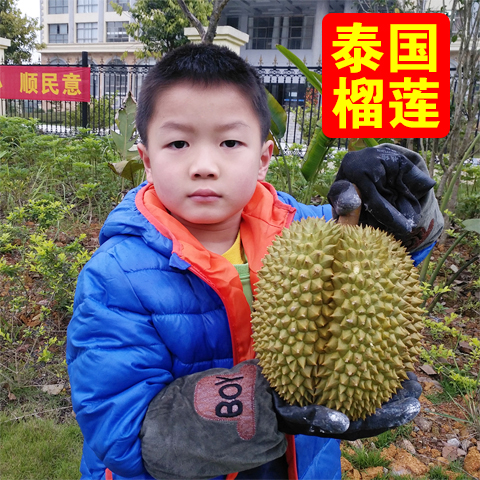 泰国榴莲新鲜包邮金枕头猫山王榴连干尧甲伦热带当季水果3.5到4斤在类目 水产肉类/新鲜蔬果/熟食, 新鲜水果, 其它中 - 来自Buy2taobao.com提供专业的淘宝代购服务