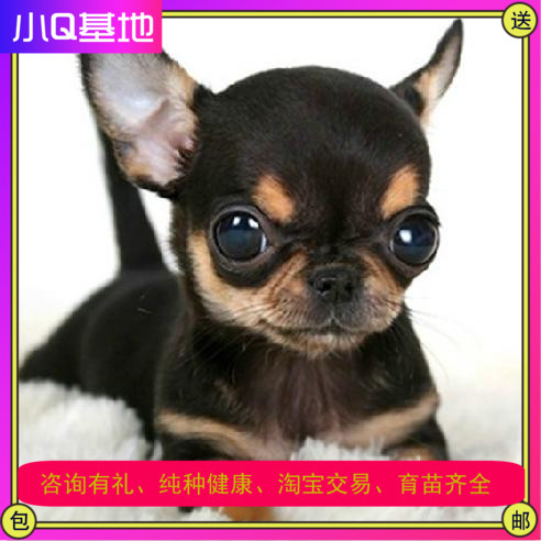 Changzhou Thoroughbred Chihuahua pocket Chihuahua Bodies Apple's head Chihuahua Puppies living thing Pet dogin the Pet/Pet food and supplies , Dogs category - from Buy2taobao.com to provide professional Taobao agent buy service