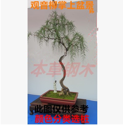 观音柳柽柳下山桩怪柳盆景山春柳阳台熟桩生桩花卉绿植树桩特价t