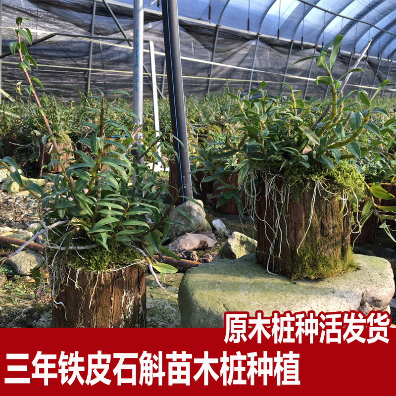 【种活种好带木桩发货】仿野生铁皮石斛苗盆栽石斛苗原木桩种植|msdalam kategori penghantaran bunga/bunga simulasi/tumbuhan berkebun, bunga/Tumbuh-tumbuhan tumbuh-tumbuhan pasu (baru), tumbuh-tumbuhan hijau - dari Buy2taobao.com untuk memberikan perkhidmatan ejen Taobao profesional membeli