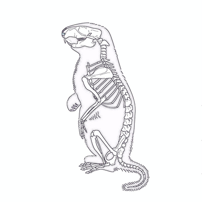 蛇骨津新款标本订定做代加工龟壳动物头骨钩子专拍请勿手贱乱拍