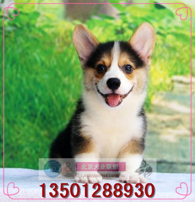 柯基犬/纯种柯基幼犬出售威尔士短腿宠物狗家养活体三色柯基狗K1在类目 宠物/宠物食品及用品, 狗狗中 - 来自Buy2taobao.com提供专业的淘宝代购服务