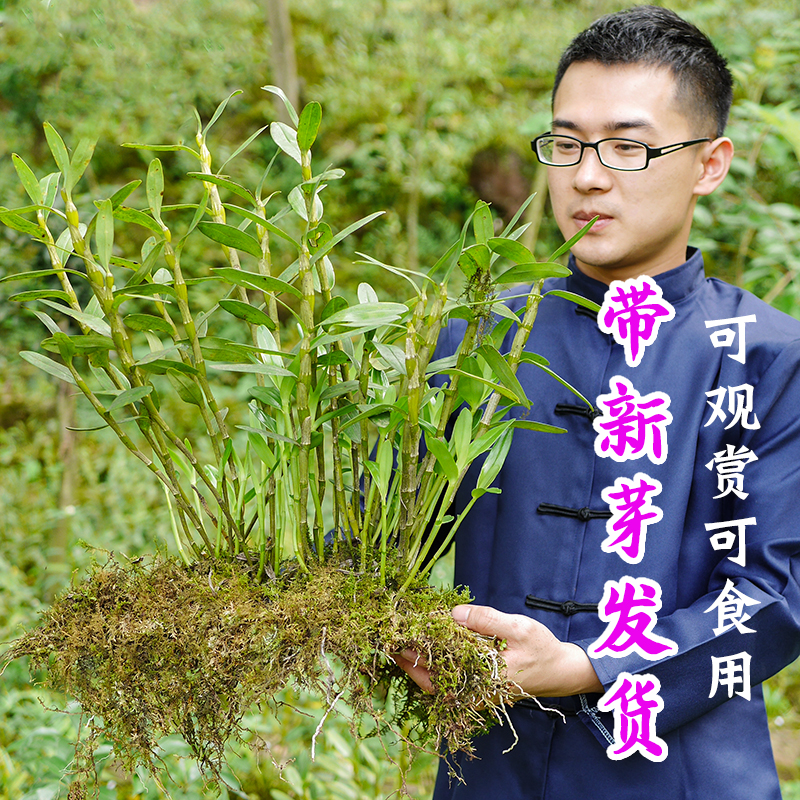 贵州赤水金钗石斛苗云南霍山铁皮石斛苗盆栽兰花种苗食用带新芽|msdalam kategori makanan berkhasiat tradisional, Dendrobium/Fengdou - dari Buy2taobao.com untuk memberikan perkhidmatan ejen Taobao profesional membeli