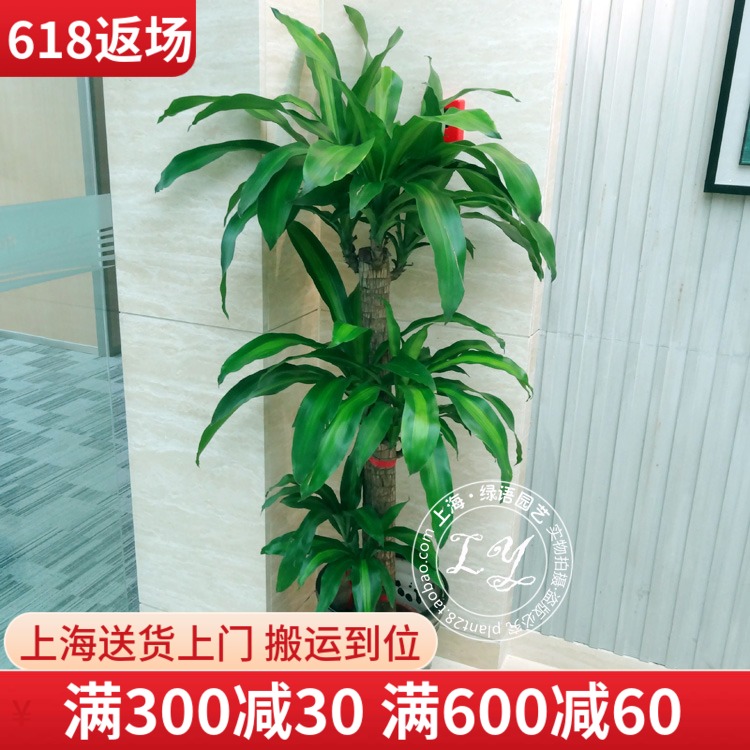 1.5~1.6米巴西木盆栽花卉 客厅大型绿植办公室内植物上海送货上门在类目 鲜花速递/花卉仿真/绿植园艺, 花卉/绿植盆栽(新), 大型绿植/成品组合盆栽中 - 来自Buy2taobao.com提供专业的淘宝代购服务