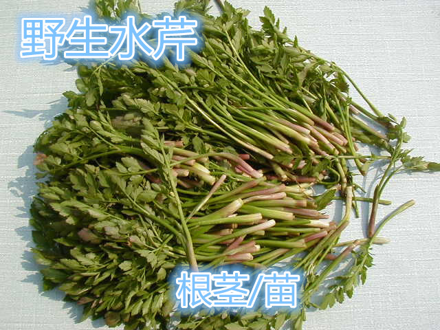 wild Cress Rhizome seed Unboiled water Celery Spring and summer Potted plant courtyard plantin the Flower delivery/Flowers simulation/Plants gardening , Flowers/Fruits and vegetables/Lawn seed (New) , Home & Garden Seeds category - from Buy2taobao.com to provide professional Taobao agent buy service