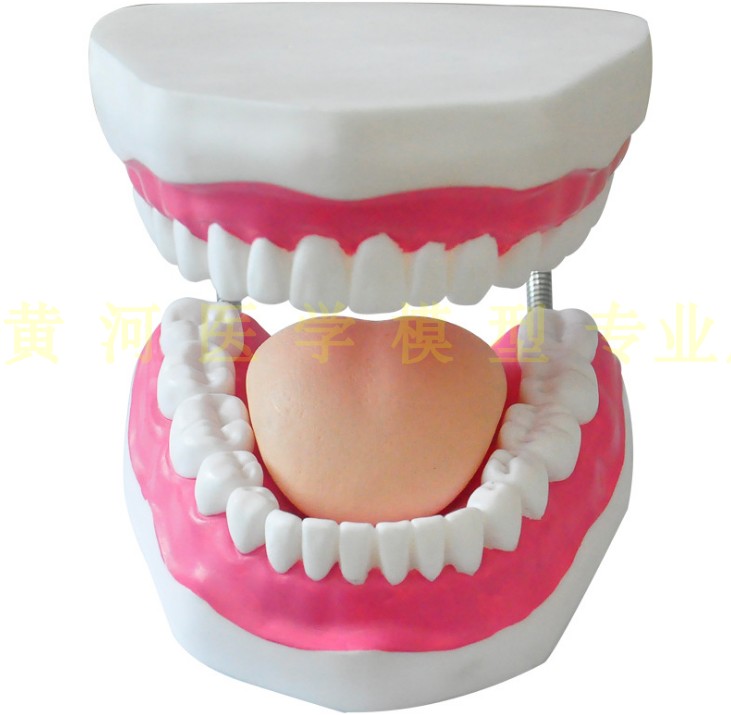 senior 6 times large nursing Model Tooth Structure Model Tooth model human body oral cavity Modelin the Personal Care/Health/Massage equipment , Oral Care , Other oral therapy equipment category - from Buy2taobao.com to provide professional Taobao agent buy service