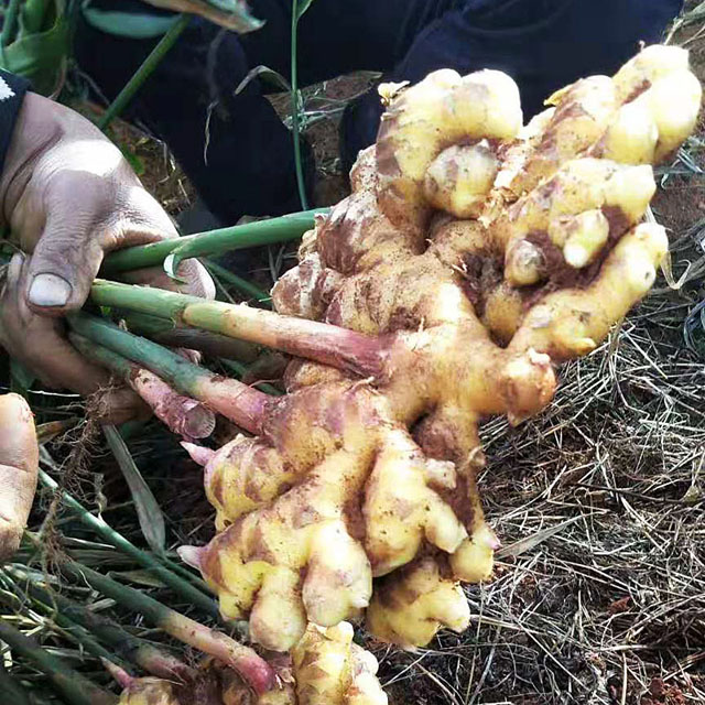 農家小黃姜新鮮生姜老姜月子姜土姜5斤雲南現挖姜在類目 水產肉類/新鮮蔬果/熟食, 新鮮蔬菜/蔬菜製品, 生薑中 - 來自Buy2taobao.com提供專業的淘寶代購服務