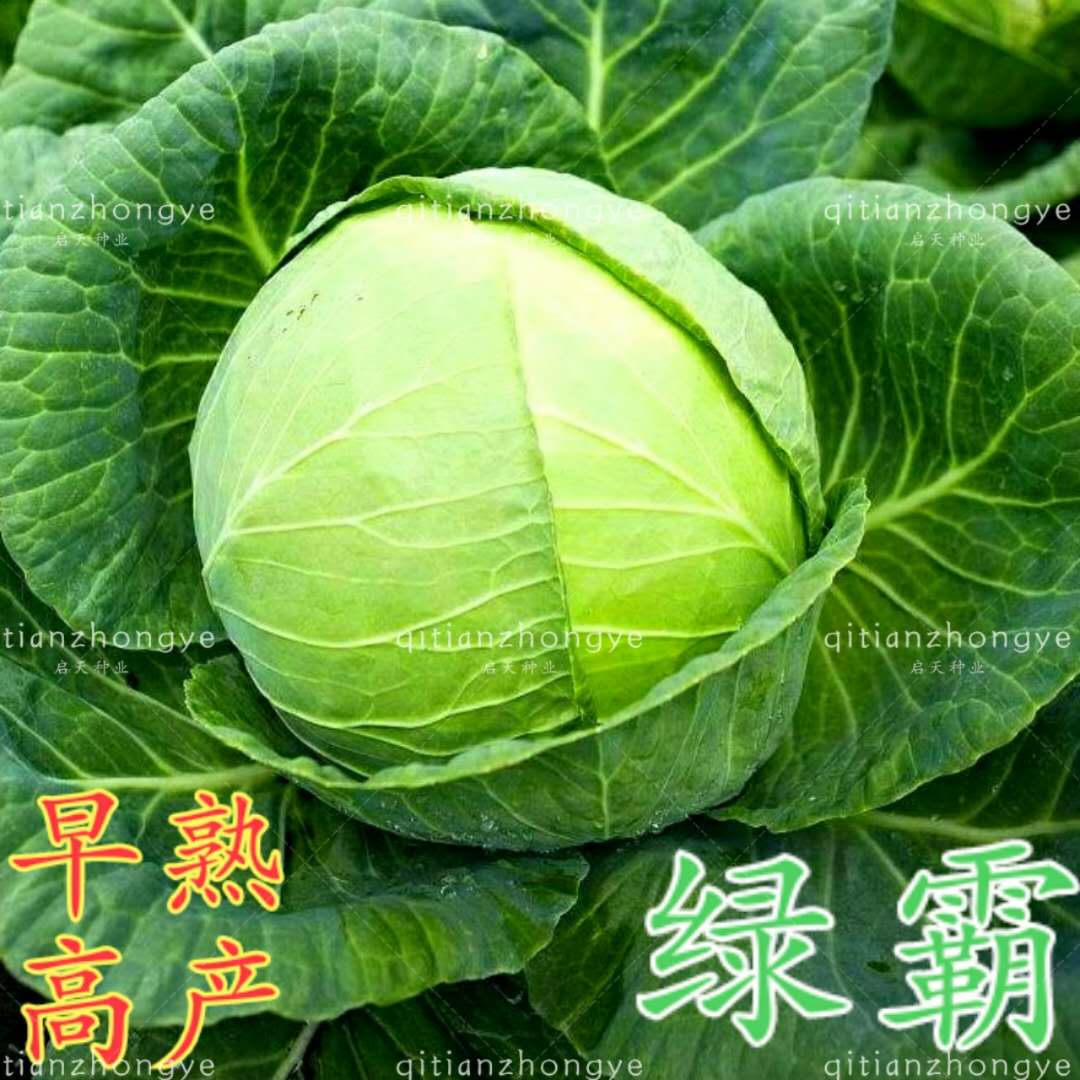 绿霸甘蓝种子杂交甘蓝种子包心菜包菜种子抗病早熟高产菜园播包邮在类目 农用物资, 种子/种苗, 蔬菜种子中 - 来自Buy2taobao.com提供专业的淘宝代购服务