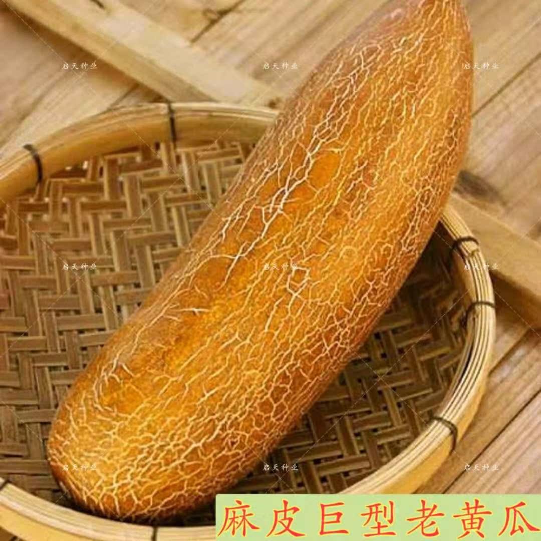 东北老黄瓜种子 麻皮巨型黄瓜籽 四季种蔬菜种子春秋播种田园庭院在类目 农用物资, 种子/种苗, 蔬菜种子中 - 来自Buy2taobao.com提供专业的淘宝代购服务