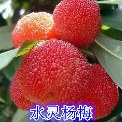 New varieties Shuiling Bayberry grafting Fruit tree courtyard Potted plant South North Four seasons plant Then Resultin the Flower delivery/Flowers simulation/Plants gardening , Garden Plants/Trees/Fruit tree, Fruit tree category - from Buy2taobao.com to provide professional Taobao agent buy service