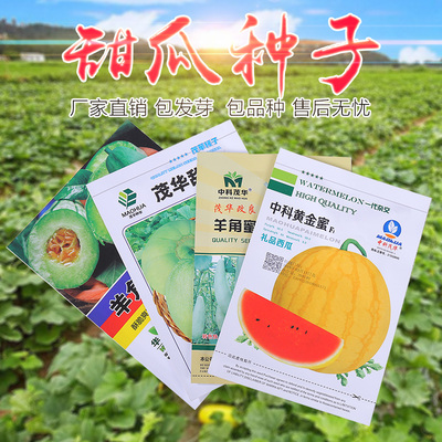 甜瓜种子四季播阳台羊角蜜种子种菜庭院春夏秋草莓盆栽香菜籽西瓜