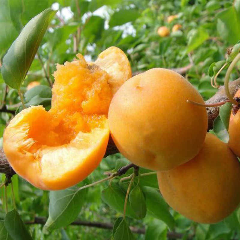 chinese rhubarb Golden Sun Now pick Now send Sweet and sour pregnant woman fresh fruit Farm Apricots Timing 5in the Aquatic meat/Fresh fruits and vegetables/Cooked , Fresh fruit , Other category - from Buy2taobao.com to provide professional Taobao agent buy service