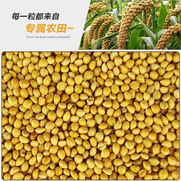 新黄谷子带壳小米虎皮鹦鹉饲料鸟食玄凤牡丹文鸟谷子鸟粮包邮5斤|msdalam kategori haiwan peliharaan/makanan haiwan dan bekalan, Burung dan bekalan, makanan burung - dari Buy2taobao.com untuk memberikan perkhidmatan ejen Taobao profesional membeli