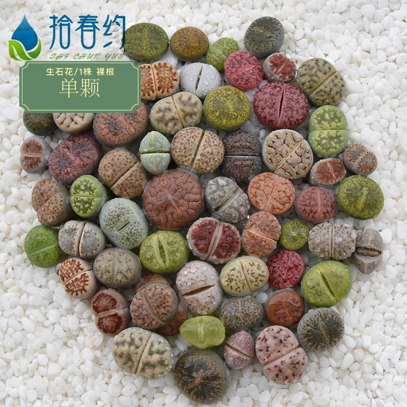 6.19 Painted flowerpot Lithops Sedum 1-24 No. 1 Live Broadcast Special Purposein the Flower delivery/Flowers simulation/Plants gardening , Flowers/Potted plants (New) , Plants category - from Buy2taobao.com to provide professional Taobao agent buy service
