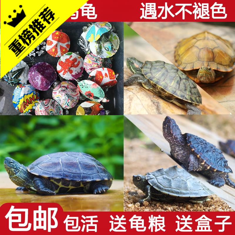 网红小乌龟活体宠物龟巴西炫彩色中华草龟苗地图彩龟鳄龟活物水龟在类目 宠物/宠物食品及用品, 水族世界, 龟/鳖中 - 来自Buy2taobao.com提供专业的淘宝代购服务