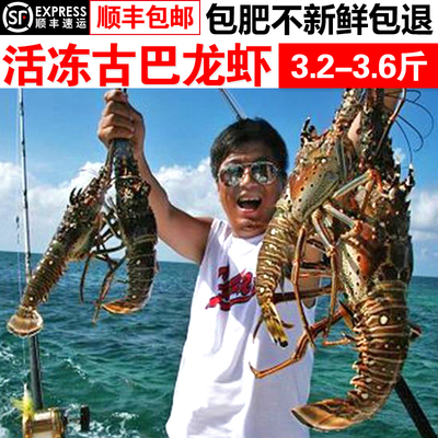 新鲜澳洲青龙虾海鲜水产鲜活10鲍鱼帝王蟹古巴波士顿大龙虾3.5斤