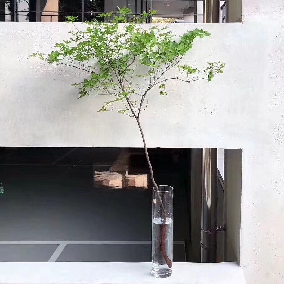 Enkianthus Botany Japan Japan Diaozhong Botany Sapling Botany Potted plant Survive Four seasons Diaozhong Fresh cutin the Flower delivery/Flowers simulation/Plants gardening , Flower delivery(City) category - from Buy2taobao.com to provide professional Taobao agent buy service