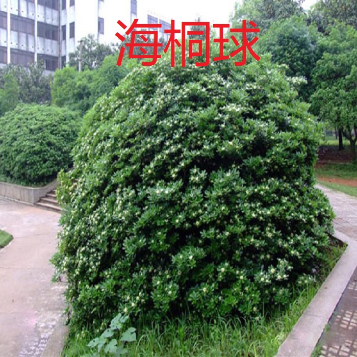四季常青 七里香球 海桐苗 海桐球 海桐圆球 园林点缀海桐球篱笆在类目 鲜花速递/花卉仿真/绿植园艺, 花园植物/行道树/果树, 观叶 /花灌木中 - 来自Buy2taobao.com提供专业的淘宝代购服务