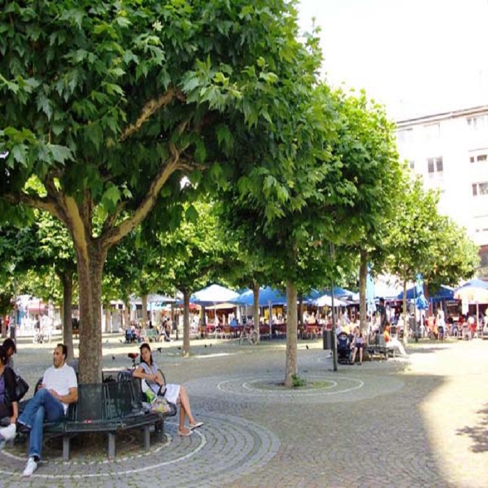 France Buttonwood Law tung Green seedlings Fatong Sapling Seedlings Fatong Fast-growing Fatong Saplingin the Flower delivery/Flowers simulation/Plants gardening , Garden Plants/Trees/Fruit tree, Trees/Arbor category - from Buy2taobao.com to provide professional Taobao agent buy service