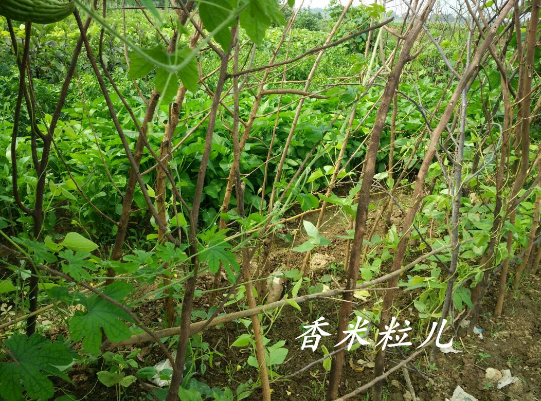 Anqing Tongcheng Farm Fresh vegetables 9 pounds Pepper cucumber Green beans Tomatoes Eggplant Etc.in the Aquatic meat/Fresh fruits and vegetables/Cooked , Fresh vegetables/Vegetable products , Fresh vegetables , Other category - from Buy2taobao.com to provide professional Taobao agent buy service