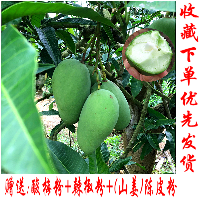 生吃芒果酸芒果腌制芒果芽云南广西青芒果酸2斤包邮不常见的水果|ruв категории водной мясо/свежие фрукты и овощи/еда, свежие фрукты, манго - от Buy2taobao.com для оказания профессиональной услуги покупки агента Taobao