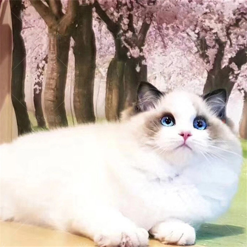 北京布偶猫活体幼猫宠物猫长毛猫海双蓝双甜美布偶仙女猫可上门选在类目 宠物/宠物食品及用品, 猫/狗日用品, 训练器中 - 来自Buy2taobao.com提供专业的淘宝代购服务