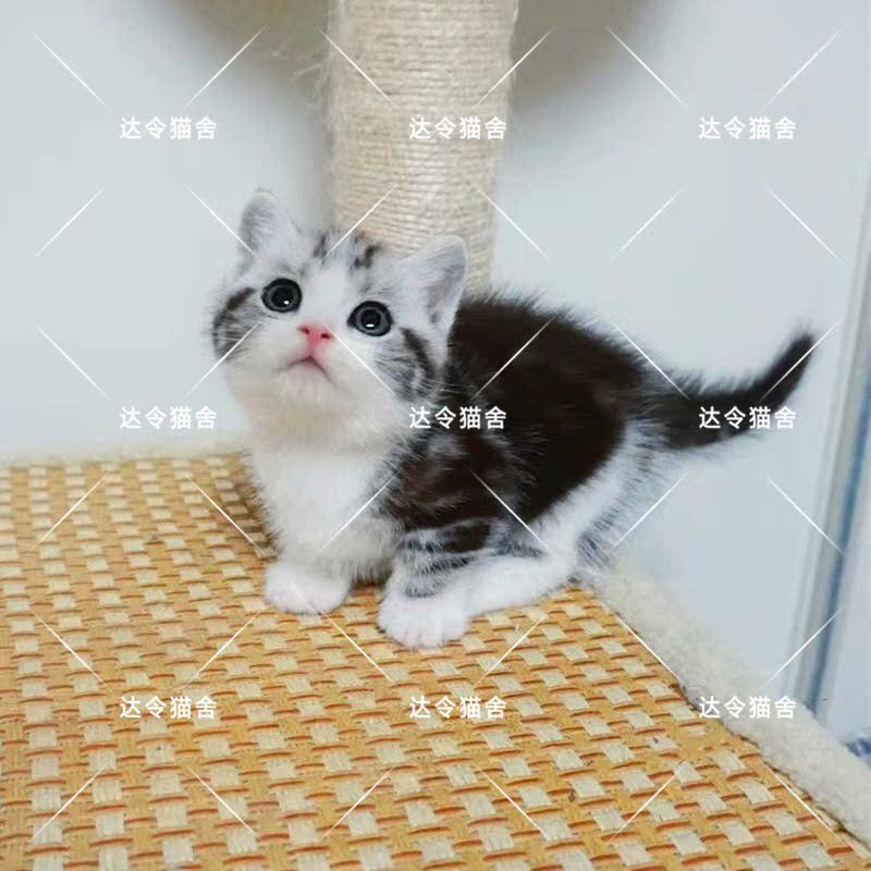 Geokon Pygmy cat living thing Pet cat Pygmy cat Short-legged cat American Shorthair The door Selectin the Pet/Pet food and supplies , Class pet hamsters and other small , Hamsters category - from Buy2taobao.com to provide professional Taobao agent buy service