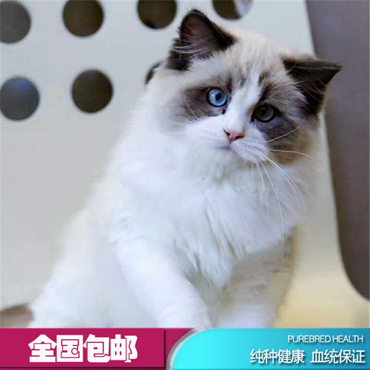 Ragdoll living thing Kittens Long hair Pet cat Seal Double color Ragdoll Ragdoll living thing Garfield living thingin the Pet/Pet food and supplies , Kitty category - from Buy2taobao.com to provide professional Taobao agent buy service