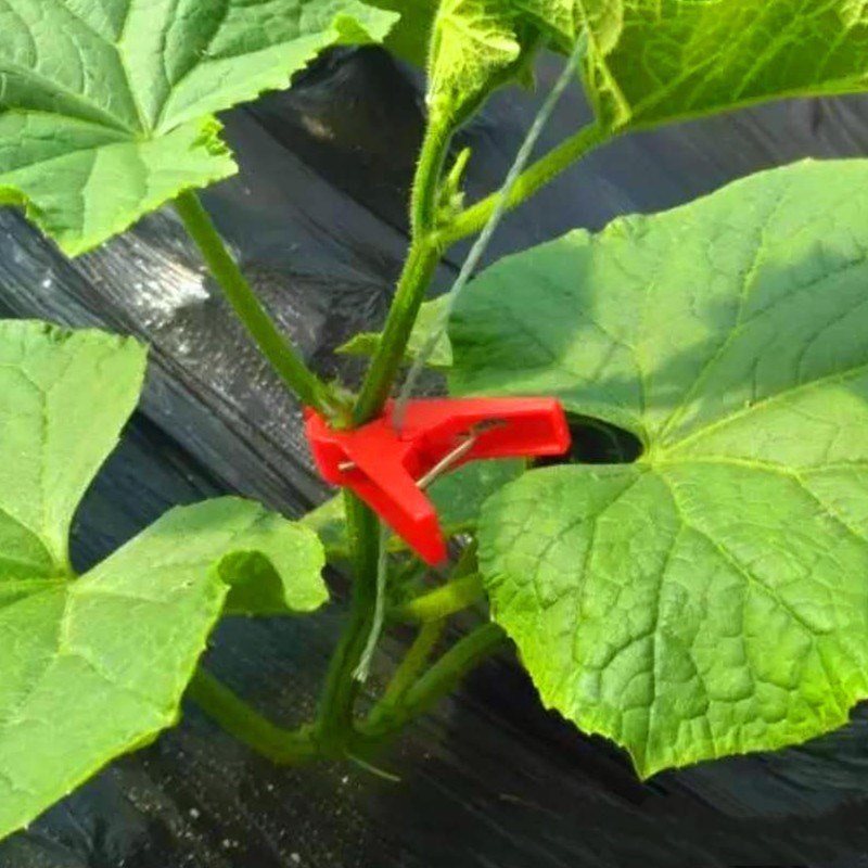 Clamp cucumber tomato Off the vine greenhouse Plastic Vegetables Plastic 1000 individualin the Flower delivery/Flowers simulation/Plants gardening , Gardening supplies , Other Garden Supplies category - from Buy2taobao.com to provide professional Taobao agent buy service