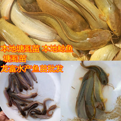 本地塘鲺鱼苗 胡子鲶鱼苗 本地鲶鱼苗  塘角鱼苗 土塘鲺鱼苗