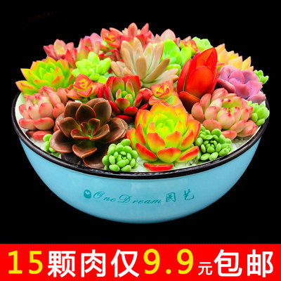 多肉植物新手套餐组合室内阳台绿植花卉盆栽20颗超萌多肉含盆包邮