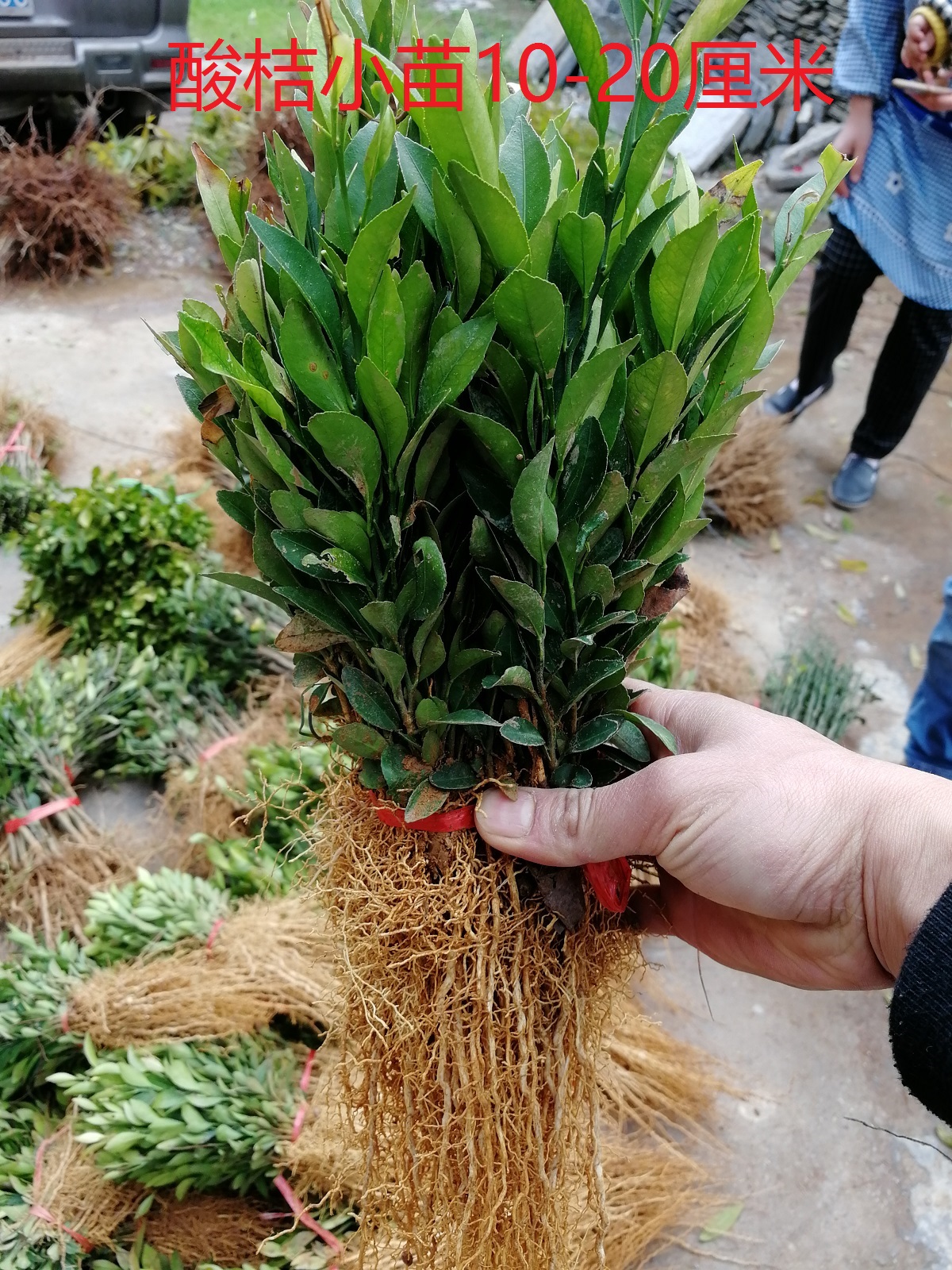 酸桔苗酸柑树苗直生苗野生酸橘苗柑橘嫁接砧木一千棵起拍包邮在类目 鲜花速递/花卉仿真/绿植园艺, 花园植物/行道树/果树, 果树中 - 来自Buy2taobao.com提供专业的淘宝代购服务