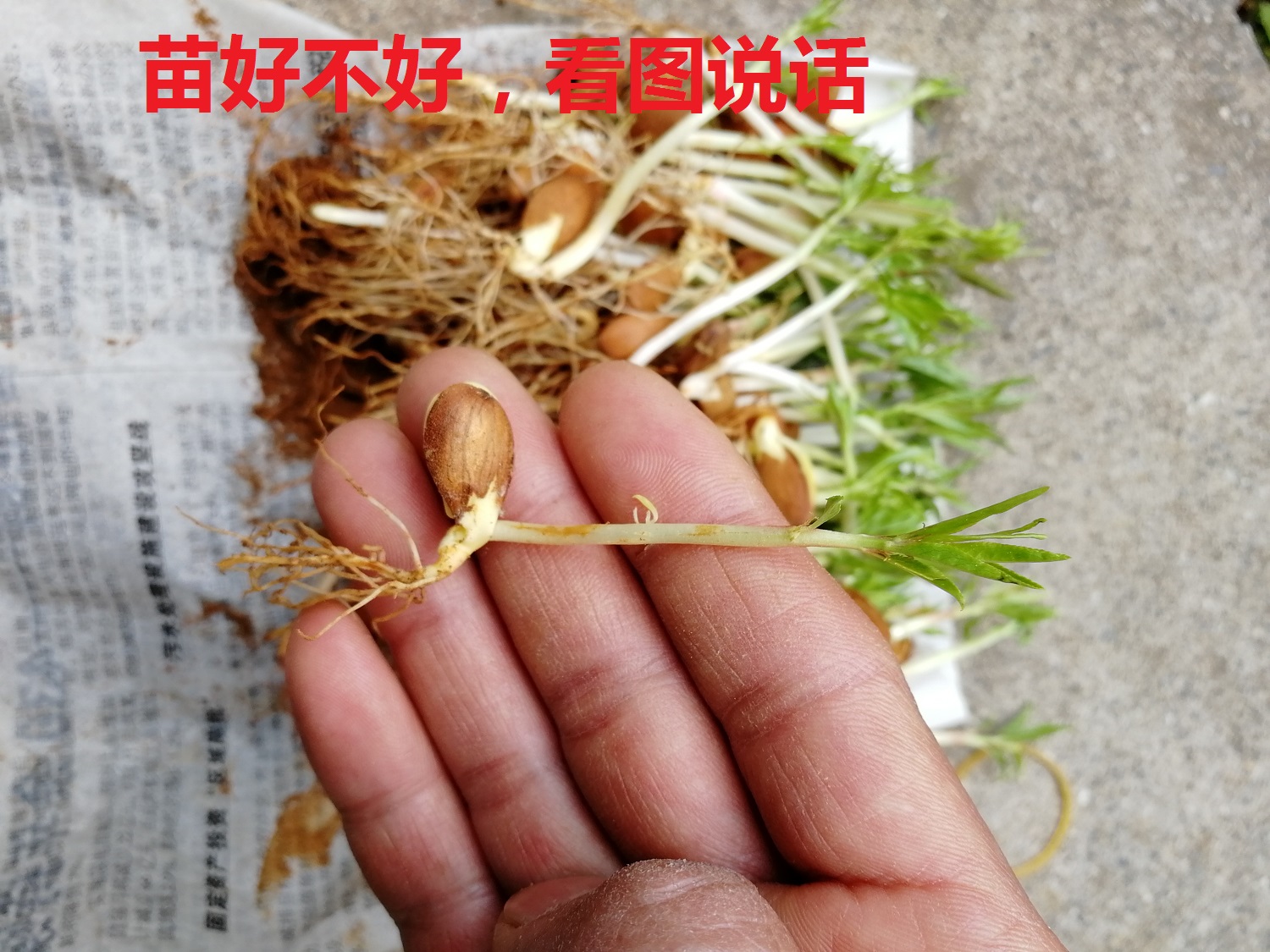 优质毛桃苗毛桃芽苗桃树苗山桃苗桃树砧木毛桃奶苗毛桃小苗包邮在类目 鲜花速递/花卉仿真/绿植园艺, 花园植物/行道树/果树, 果树中 - 来自Buy2taobao.com提供专业的淘宝代购服务