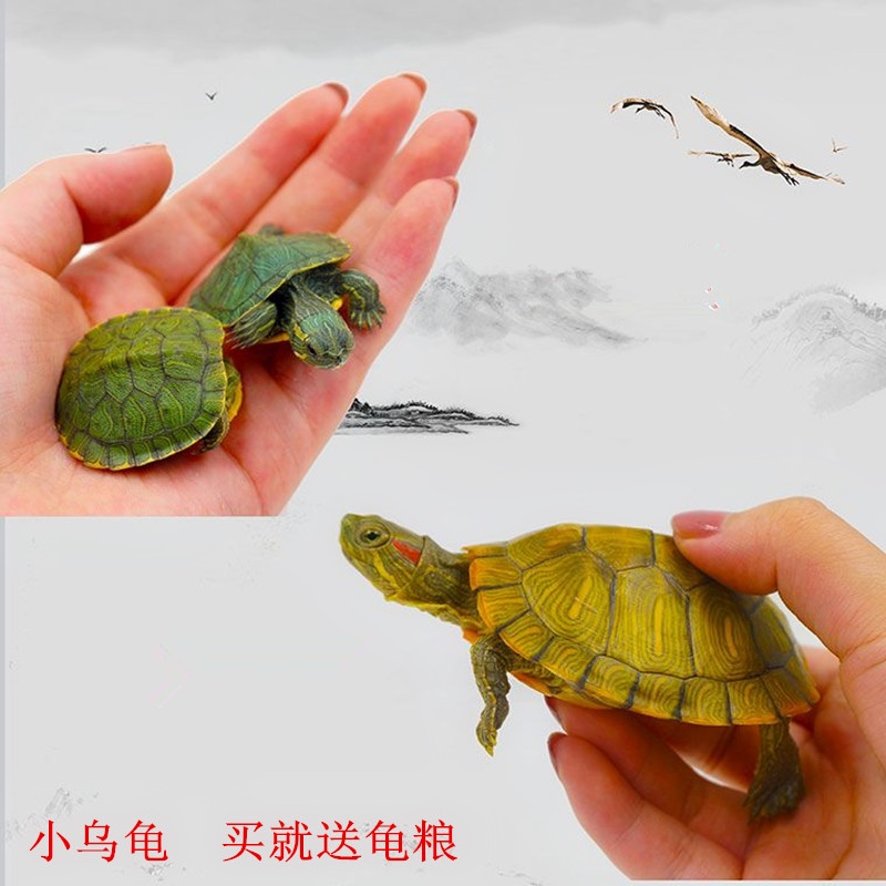 小乌龟活体迷你宠物龟巴西龟招财金黄龟可爱小宠长寿龟苗乌龟活物在类目 宠物/宠物食品及用品, 水族世界, 龟/鳖中 - 来自Buy2taobao.com提供专业的淘宝代购服务