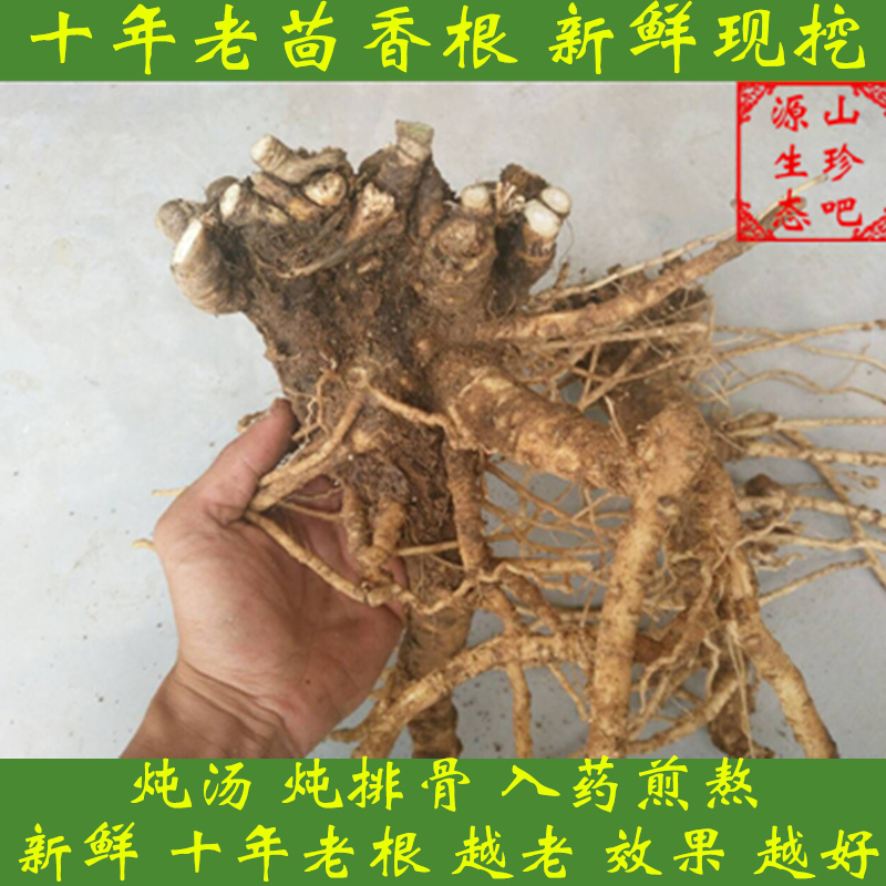 fennel fresh Cumin Gu Xiang Aniseed Fennel seedlings fennelin the Aquatic meat/Fresh fruits and vegetables/Cooked , Fresh vegetables/Vegetable products , Fresh vegetables , Other category - from Buy2taobao.com to provide professional Taobao agent buy service