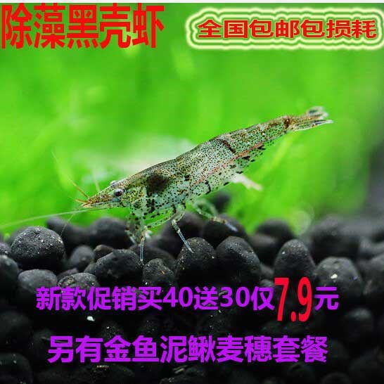 Black shell shrimp Aquarium Algae Shrimp clean Ornamental shrimp living thing tool Landscapingin the Pet/Pet food and supplies , Aqua World , Shrimp category - from Buy2taobao.com to provide professional Taobao agent buy service