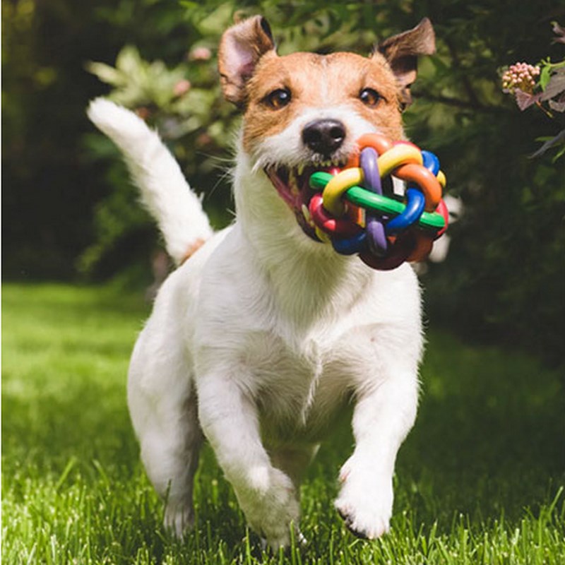 巡回弹力训练训犬球训犬发声小型球球小狗玩具球弹球逗狗宠物用品在类目 宠物/宠物食品及用品, 猫/狗玩具, 橡胶球/球形玩具中 - 来自Buy2taobao.com提供专业的淘宝代购服务