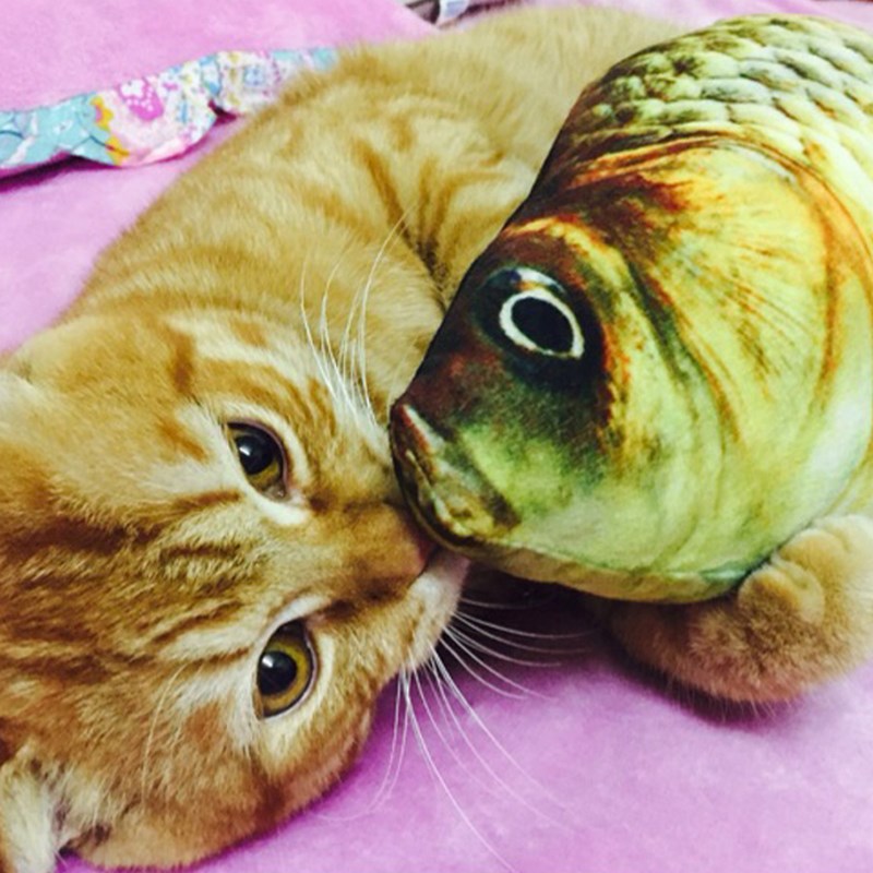 假鱼逗猫小猫网红猫网红草鱼小幼可爱宠物用品猫咪发泄猫薄荷玩具|ruв категории животное/Животное питание и принадлежностей, кошка/собака игрушка, дразнить кошка стержень - от Buy2taobao.com для оказания профессиональной услуги покупки агента Taobao