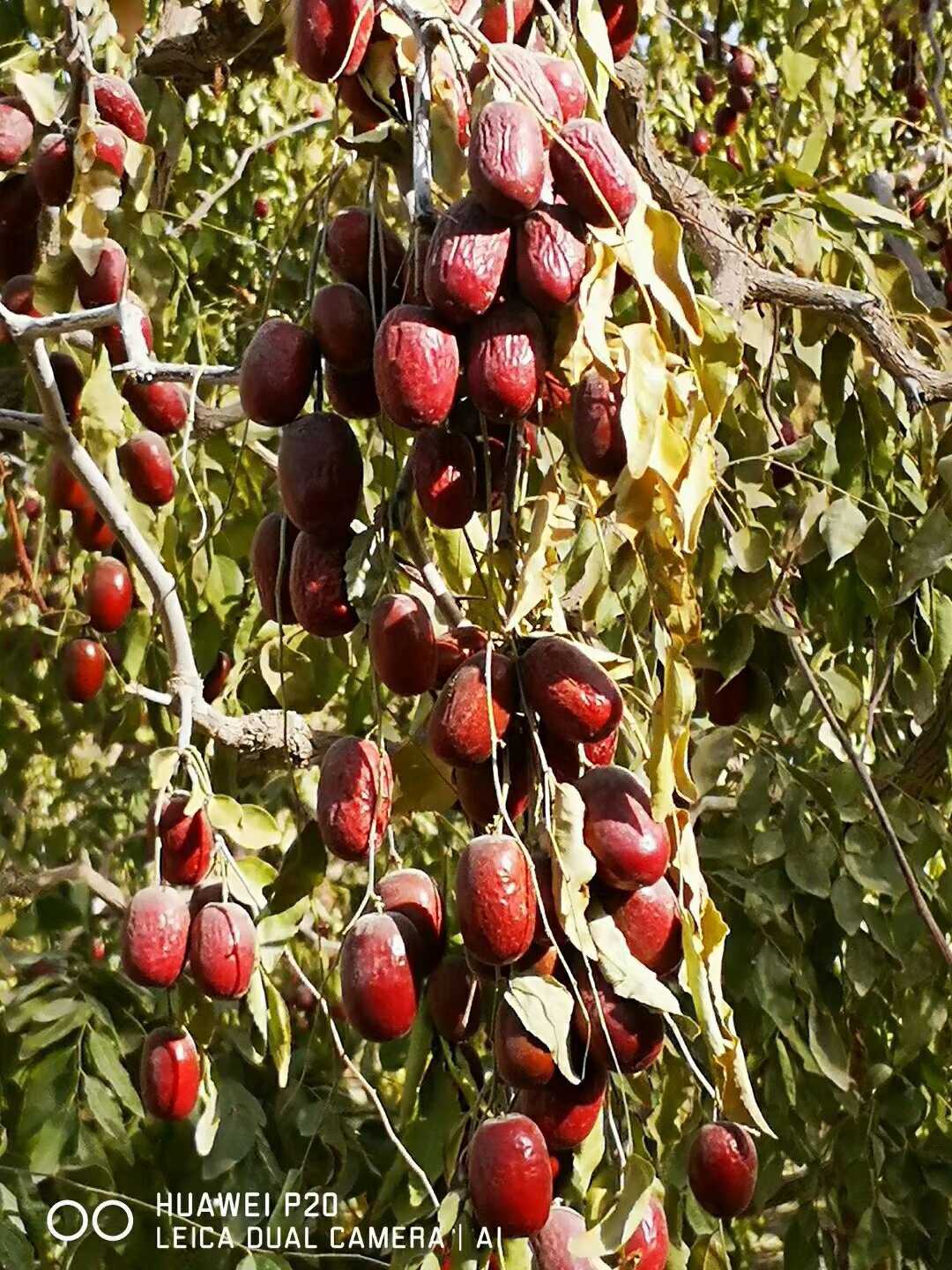 新棗新疆若羌灰棗特級紅棗吊幹大棗無水洗帶土自然風幹灰棗1000克在類目 水產肉類/新鮮蔬果/熟食, 新鮮水果, 棗中 - 來自Buy2taobao.com提供專業的淘寶代購服務