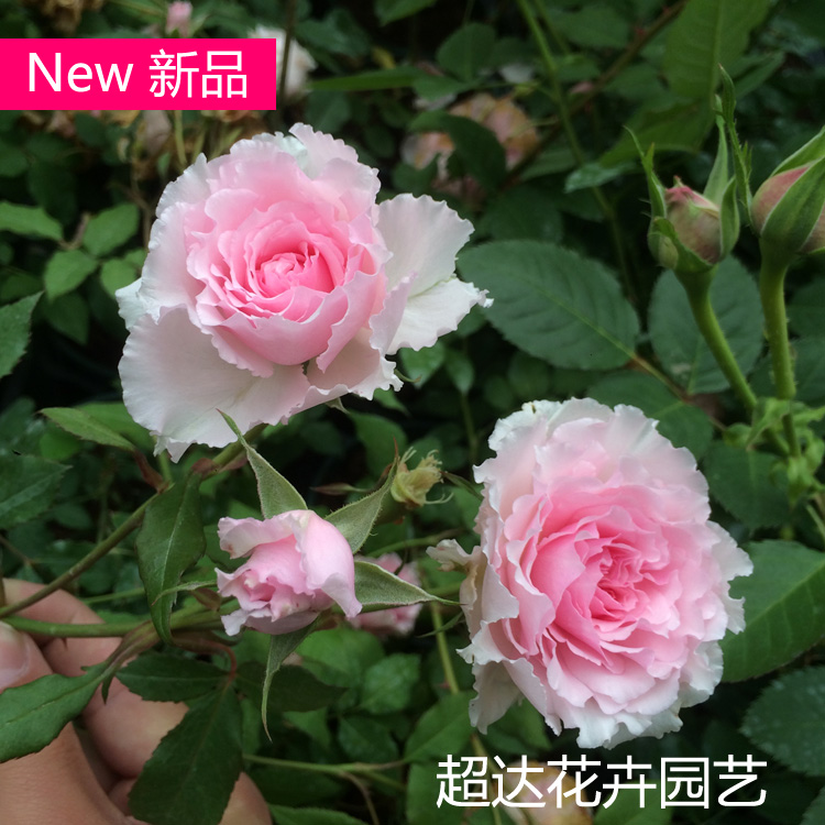 【超达花卉园艺】美咲抚子 切花月季苗 盆栽月季苗强香型月季实拍