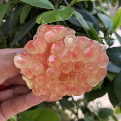 10斤云南蒙自新鲜石榴软籽孕妇水果非会理突尼斯红宝石无子石榴哥