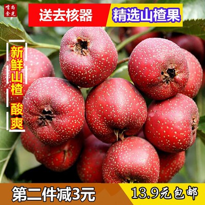 鲜山楂果新鲜生山楂果大金星山楂果酱野生山楂果新鲜特级5斤包邮
