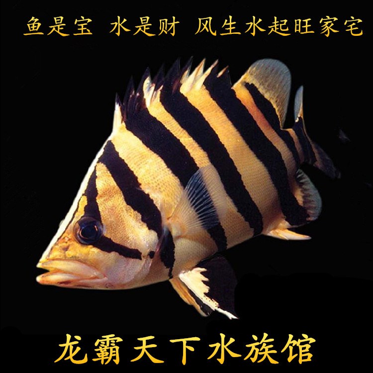 虎鱼泰北活体虎印尼虎四纹虎三纹虎苏门答腊虎鱼观赏鱼热带鱼鱼苗在类目 宠物/宠物食品及用品, 水族世界, 鱼中 - 来自Buy2taobao.com提供专业的淘宝代购服务