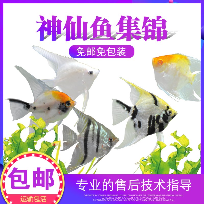 Discus fish Tropical Fish Ornamental fish small-scale Mackerel Peru Blue Yan Devil Fry living thing Free Postin the Pet/Pet food and supplies , Aqua World , Fish category - from Buy2taobao.com to provide professional Taobao agent buy service