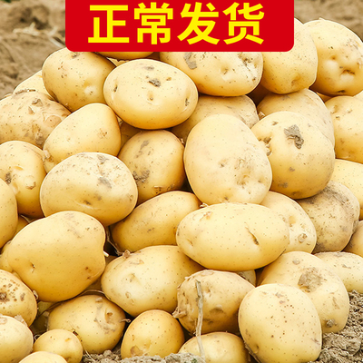 五斤山东省大土豆新鲜蔬菜包邮爱心吃货马铃薯10号黄心助农产品
