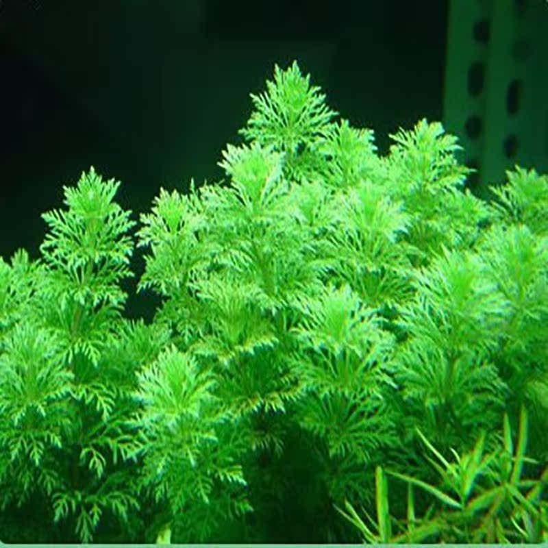 鱼缸活水草植物 淡水 四季观景鱼缸 水草 造景鱼缸里面的真水草|msdalam kategori haiwan peliharaan/makanan haiwan dan bekalan, Aquarium World, tangki ikan akuarium dan kelengkapan lain, akuatik - dari Buy2taobao.com untuk memberikan perkhidmatan ejen Taobao profesional membeli